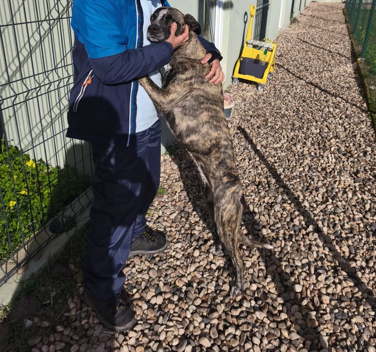 Cadela para adoção