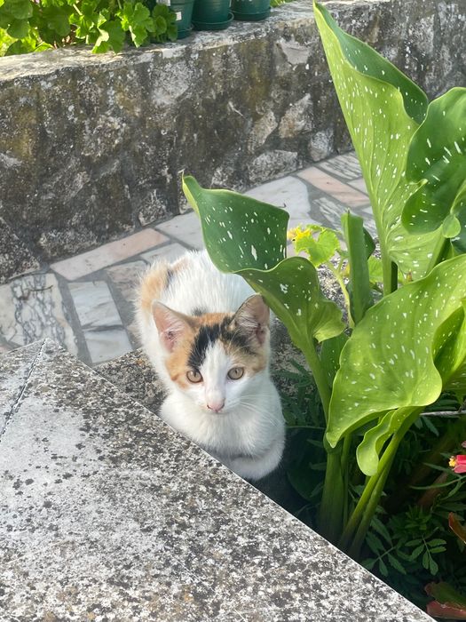 Gatos para adoção