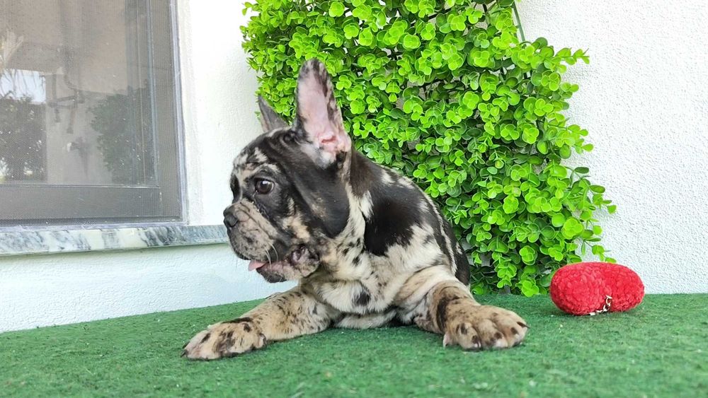 Filhote de cachorro Buldogue Francês