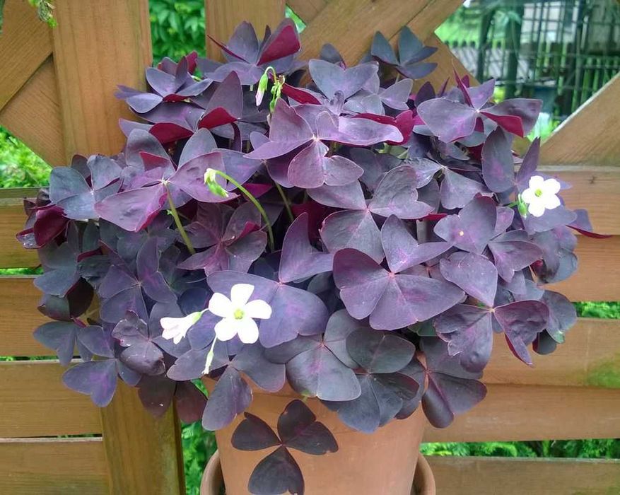 Szczawik trójkątny purpurowy Oxalis Triangularis 1100 sztuk + GRATISY