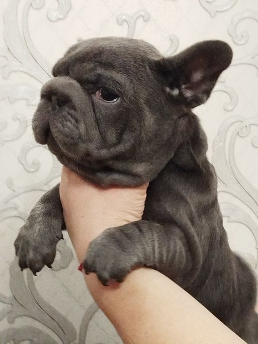 Французькі бульдожки