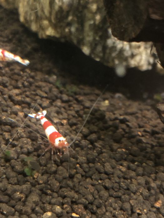 Camaroes  caridinas crystal red