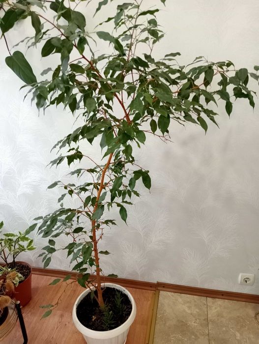 Рослина кімнатна фікус бенджаміна