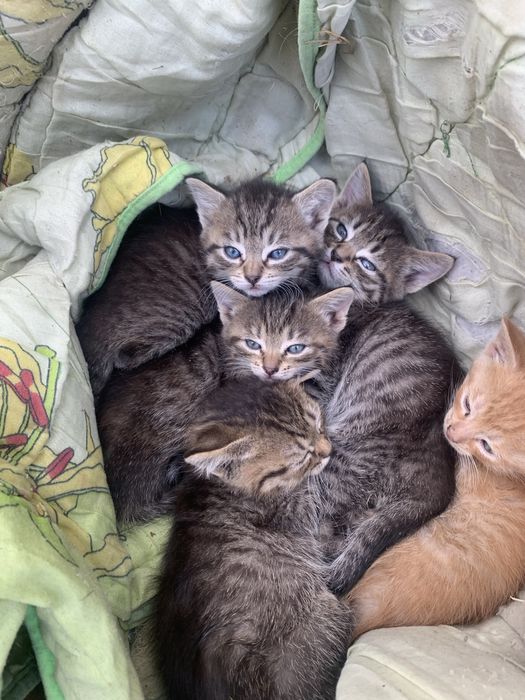 Продам гарних котиків в добрі руки