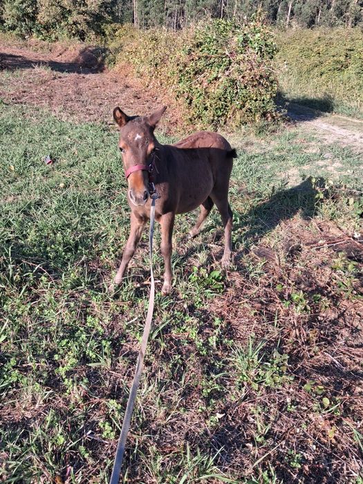 Ponei macho cinco meses
