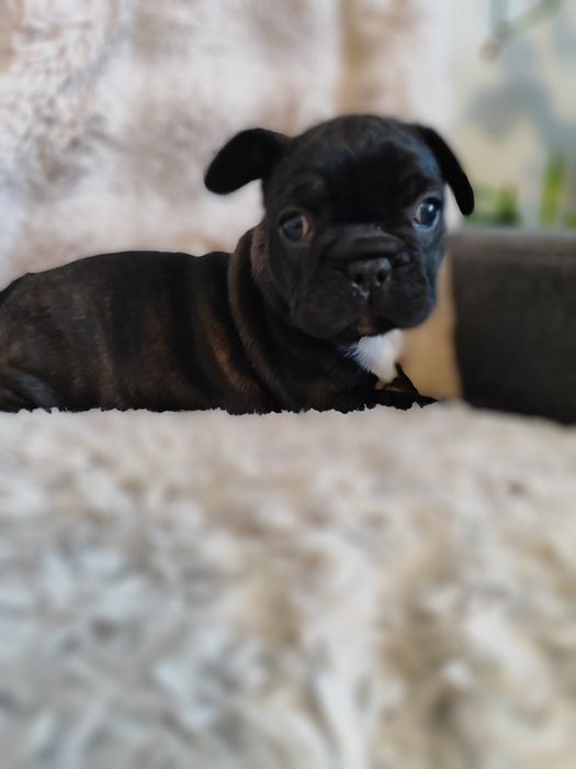 Buldog francuski dziewczynka