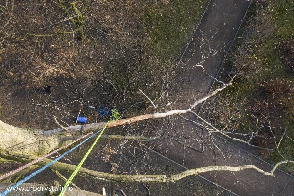 Arborysta - Pielęgnacja i Wycinka Drzew