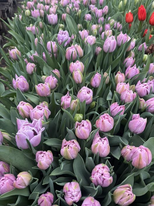 Тюльпан оптом до 8 березня