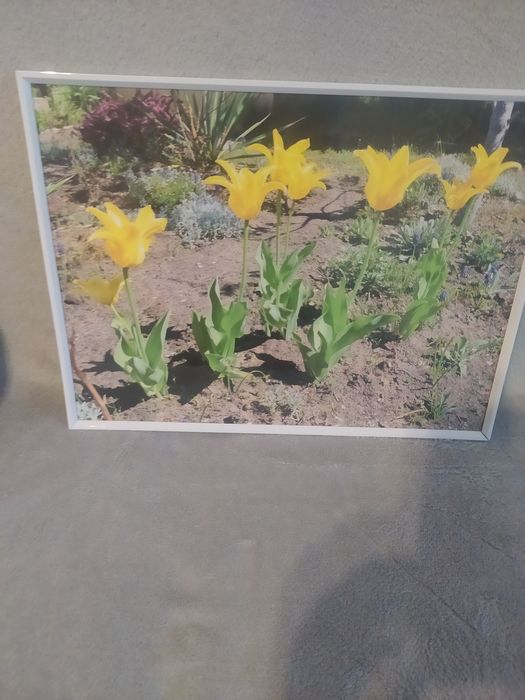 Obrazy tulipany w ogrodzie