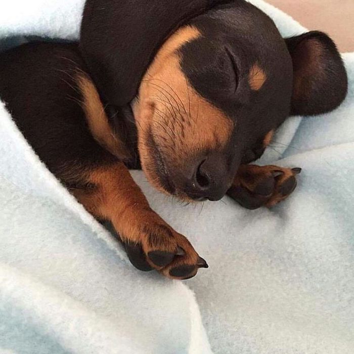 Такса — маленький компаньйон для душі