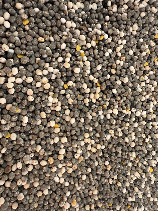 Łubin, ziarno łubinu