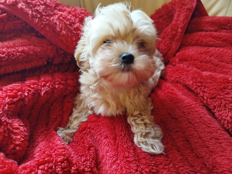 Maltipoo śliczna sunia