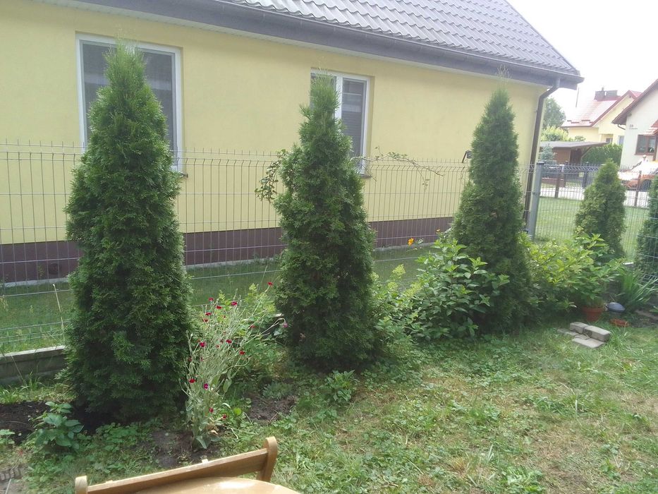 Na sprzedaż 3 tuje szmaragd