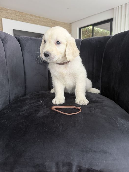 Golden Retriever  top