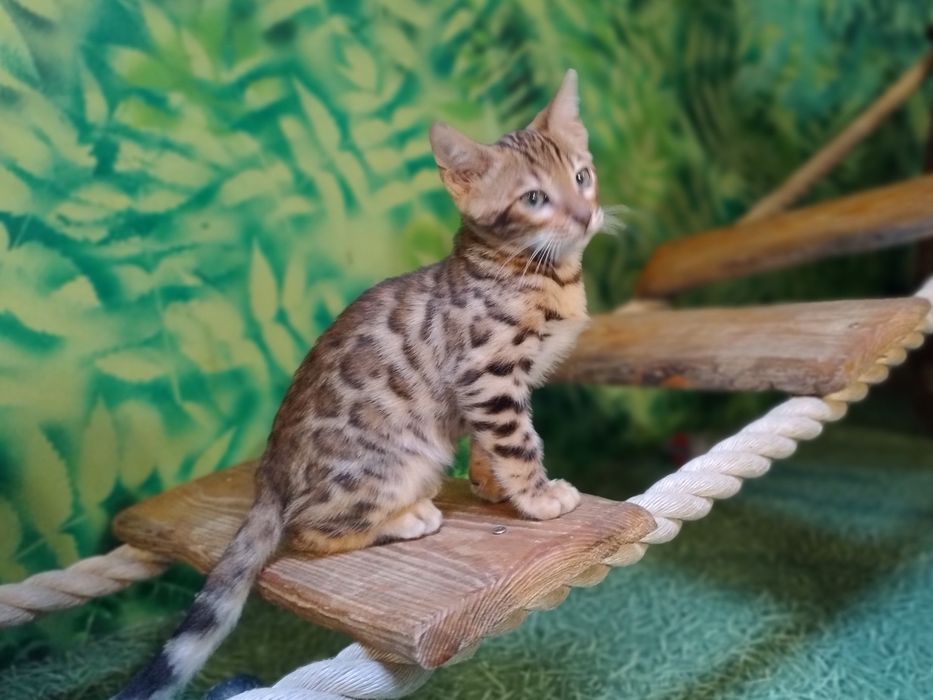 Kot Bengalski kocurek