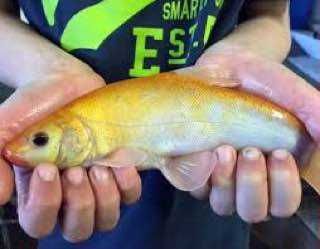 Рибна ферма вирощує золотого лина