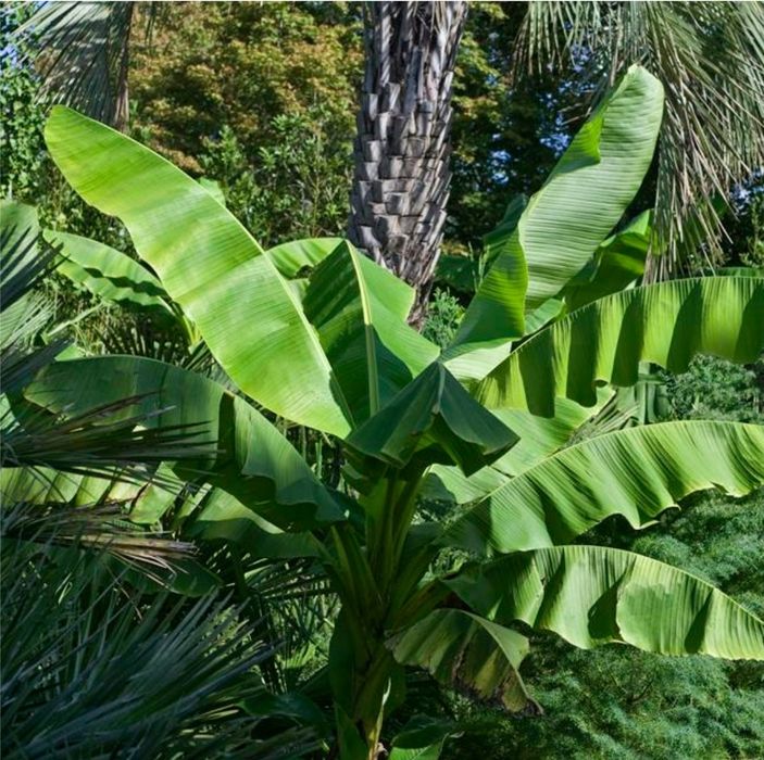 Bananowiec Musa Basjoo MROZOODPORNY sadzonka