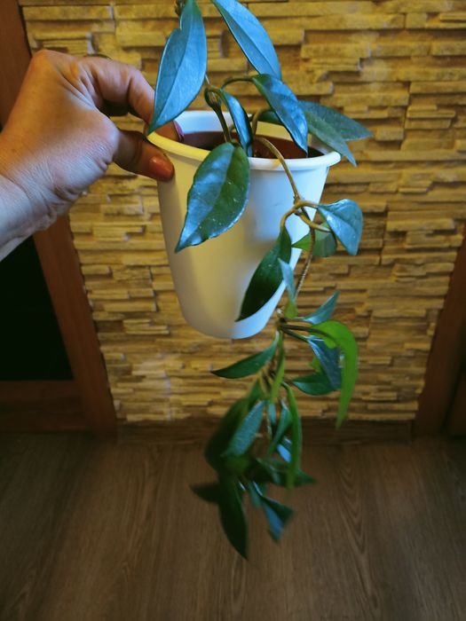 Есть Хойи разного сорта,есть вариегатная  .