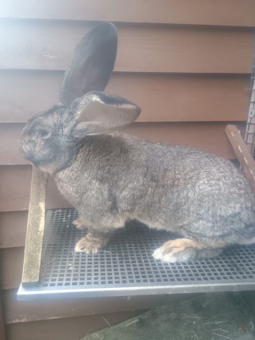 Sprzedam samca Olbrzym belgijski szary