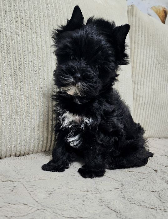 Cudowny Mega Piękny York Black - Cudo z Rodowodem.