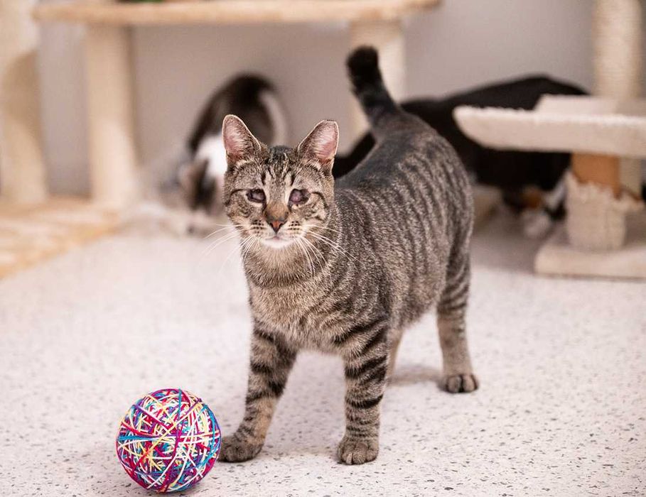 Kot do adopcji - TOBI, 1 rok (kot niewidomy)