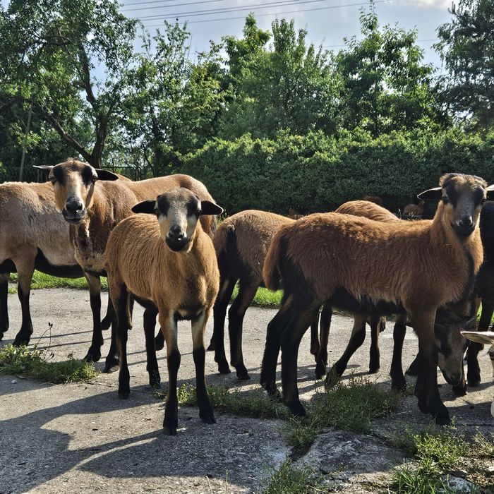 Młode owce kameruńskie