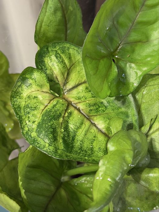 Сингоніум Mango Allusion