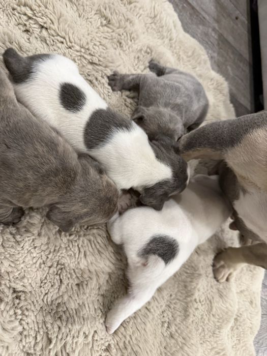 buldog francuski  rezerwacja