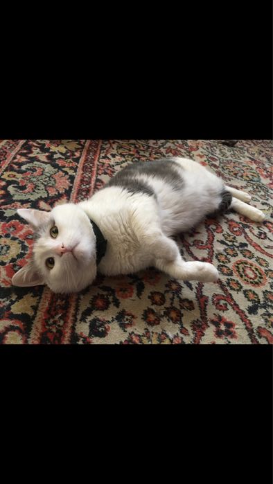 Срочно Ручной котик