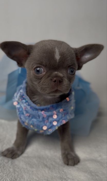 Liliowa suczka chihuahua mini