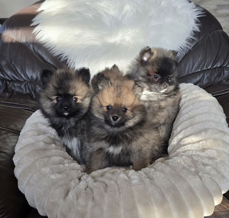 Szpic Miniaturowy Pomeranian