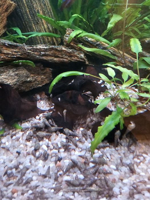 Sprzedam ślimaki Świderki