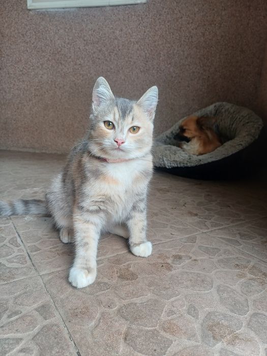 віддам кошеня дівчинку