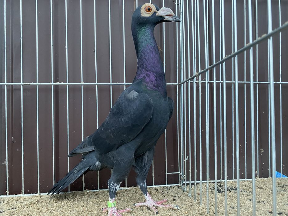 Młody samiec Karier