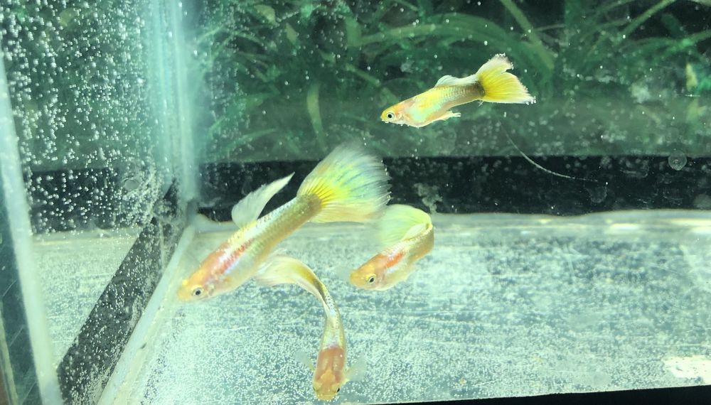 Продам Рыбок