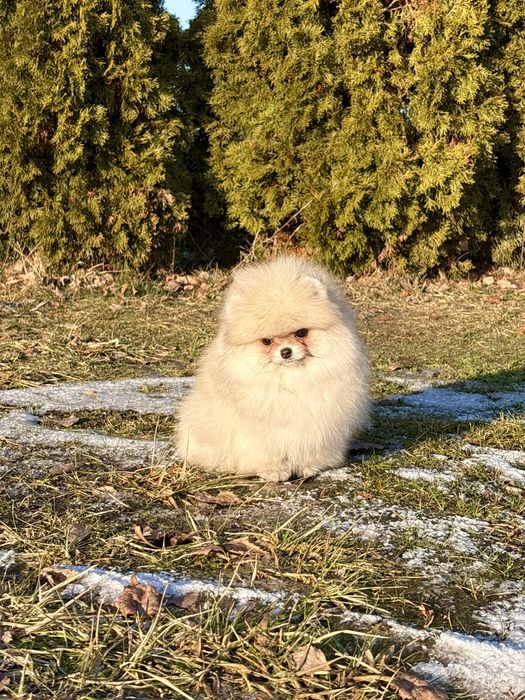 Puszysta kuleczka szczęścia – sunia szpic miniaturowy!