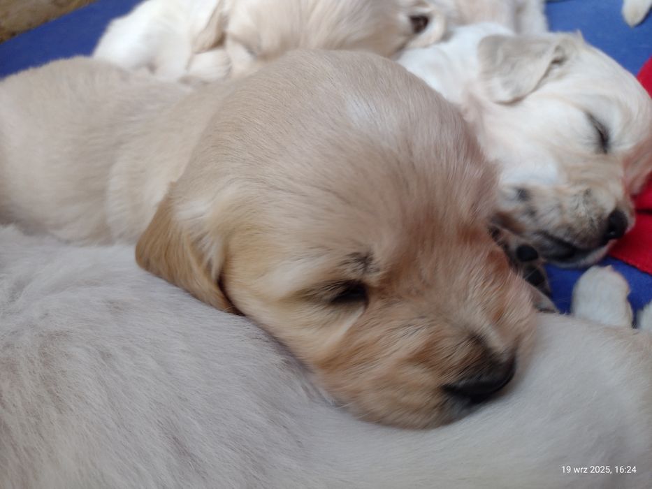 Golden Retriever zapowiedź miotu ZKwP/FCI