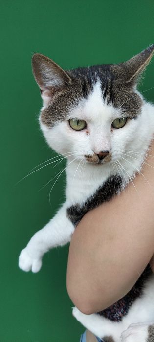Kotka Erla szuka domu