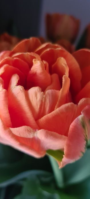 Oddam krzaki porzeczek I agrestu.