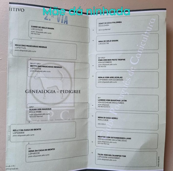 Pastor alemão femea com pedegree