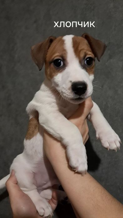 3 хлопчика та 1 дівчинка Джек Рассел народилися 18.10.2025р ККУ. Чі