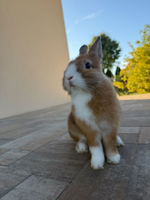 Królik miniaturka