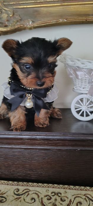 York mini piesek gotowy do odbioru Aktualne