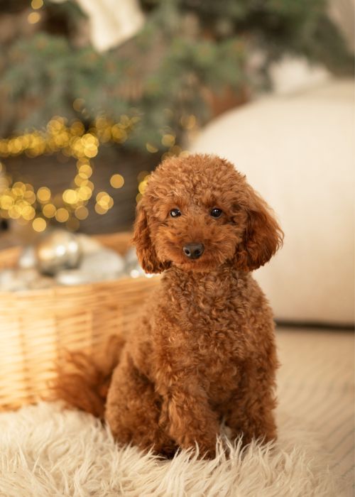 шукаємо дівчинку