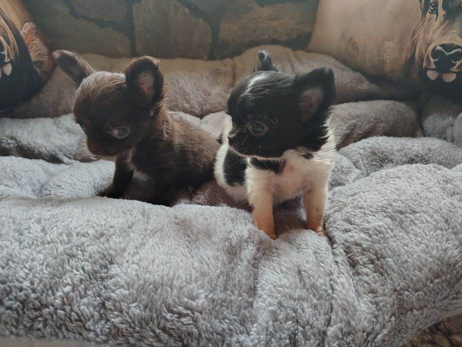 Chihuahua, sunia, mini suczka, maleńka sunia