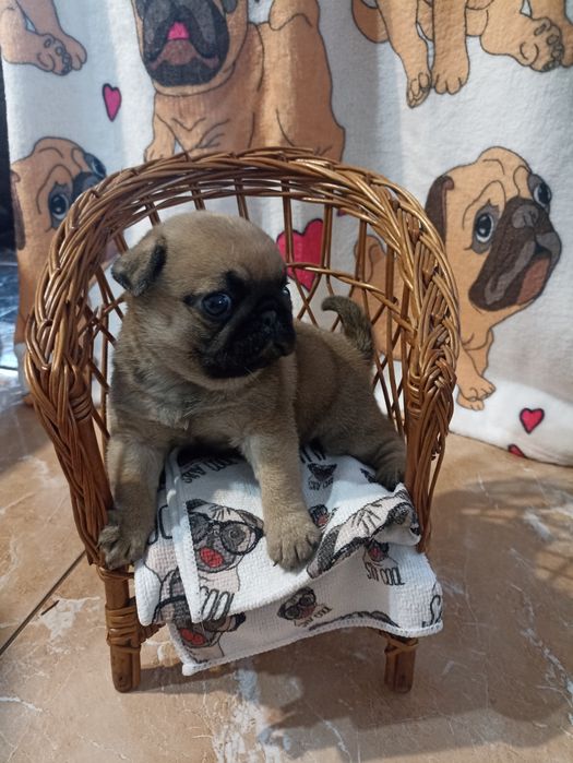 Sprzedam piękną sunie Mopsa