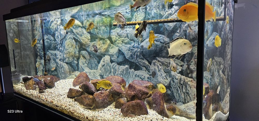 Akwarium 250l z pyszczakami