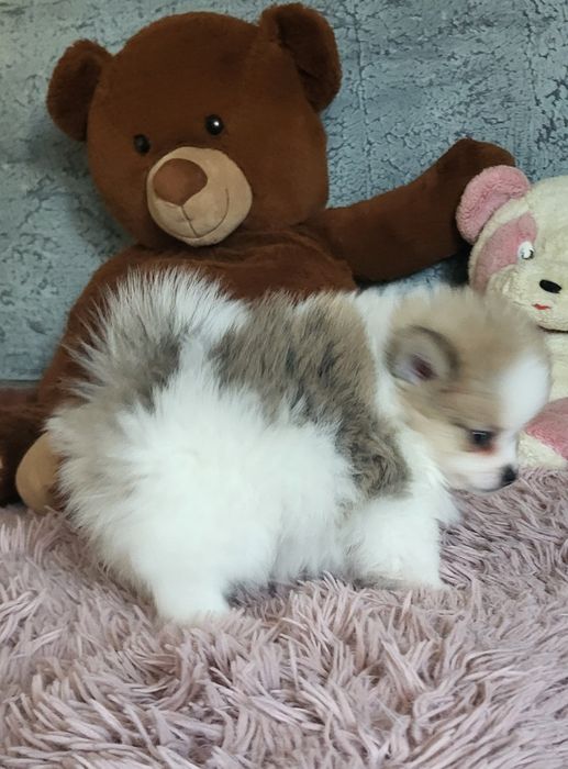 Szpic miniaturowy pomeranian