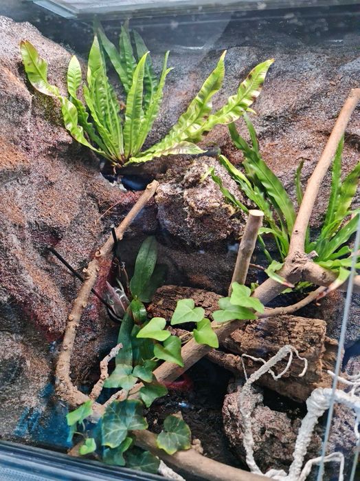 terrarium wyposażone