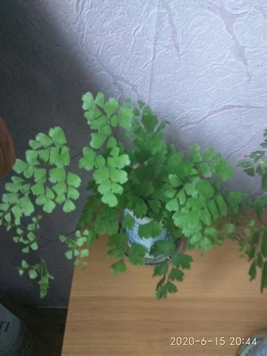 Папоротник Адіантум  Венерине волосся